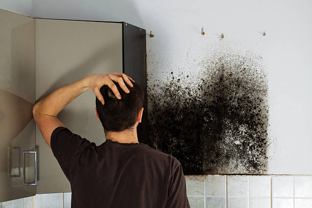 Professional Mold Removal in Albertson, NY